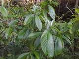 Psychotria viridis (Chacruna) USDA certified FRESH leaf