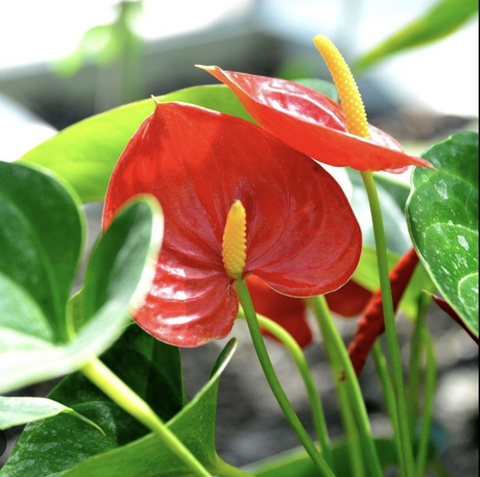 USDA liaison for APHIS inspection (Cut Flowers and Botanical Specimens)