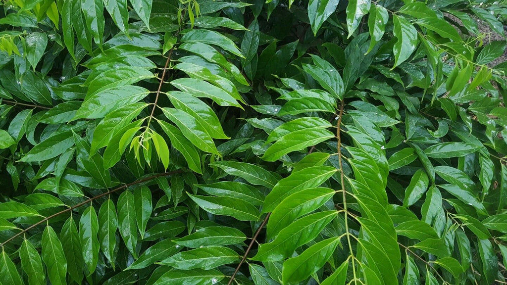 Chaliponga (Diplopterys cabrerana, Banisteriopsis rusbyana) seeds